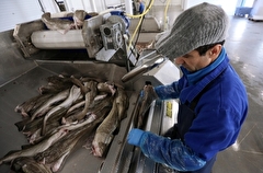 Три рыбзавода построят на Камчатке по инвестквотам
