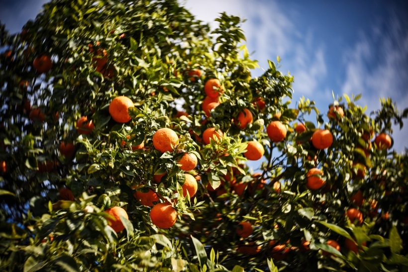 Родиной апельсинов считается Китай. Фото